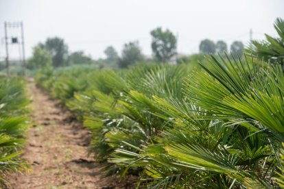 Les palmeres necessiten que la terra estigui sempre humida i que dreni bé l'aigua perquè no s'hi entolli.