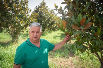 La magnòlia és un arbre ornamental relativament car, de manera que no és fàcil trobar compradors que els vulguin crescuts.