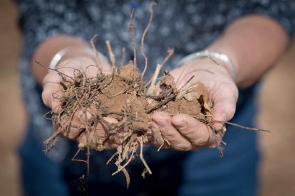 Rosa Poch: “Hi ha més organismes en una cullerada de terra que persones al planeta”