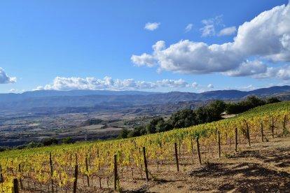 Vinyes del Castell d'Encus, a Talarn, de la DO Costers del Segre.