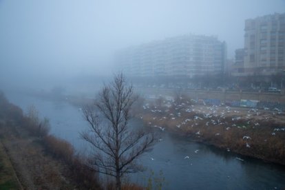 Retratos de la niebla en Lleida