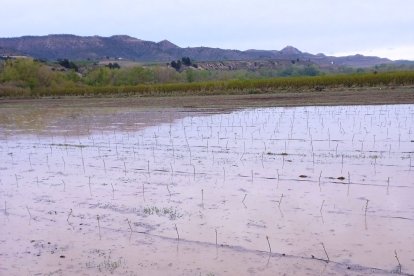 Camps inundats per les aigües del cinca aquest diumenge al matí a la Granja d'Escarp.