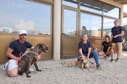 Adopta’m Mollerussa ha assumit la cura dels gossos que es troben a l'actual refugi de Mollerussa.