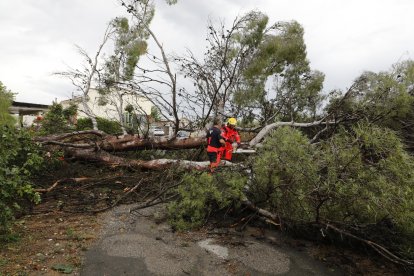 Un gran arbre caigut a Alcarràs.