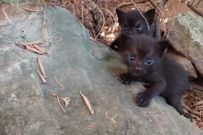 Gatitos abandonados.