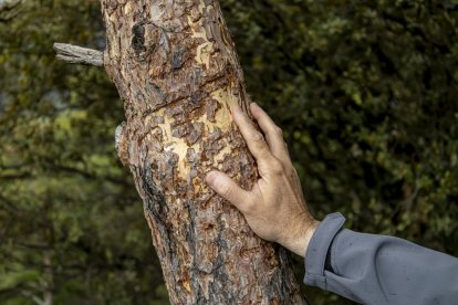 L’arbre gastat de la pista de Juberri. - JORDI ECHEVARRIA