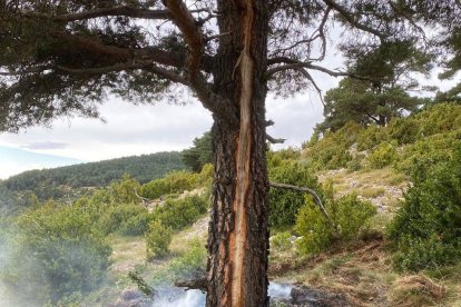 Un arbre malmès a Abella.