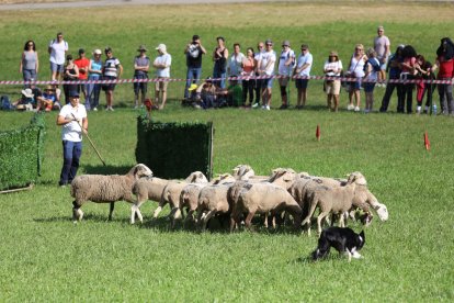 Los perros de la raza border collie, mayoritarios en el concurso. - EDGAR ALDANA