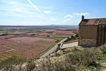 Baix Segre. Panoràmica de la floració de l’ermita de Sant Joan de Carratalà, al municipi d’Aitona.