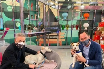 Nicoletta, la galga que adoptó Kiko Hernández y ahora devuelve