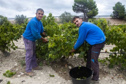 Josep Maria Albareda, Segarra-garrigues, Verdú