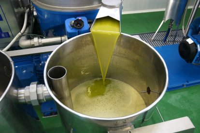 Primer oli obtingut de la collita primerenca d’oliva arbequina en la Cooperativa de Juncosa.