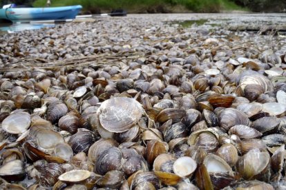 ‘Yabby’. El Cherax destructor és un cranc d’origen australià, considerat invasor i capaç d’excavar túnels a profunditats de 50 centímetres a 2 metres. Sobreviu en aigua dolça d’1 a 35º. - CHE