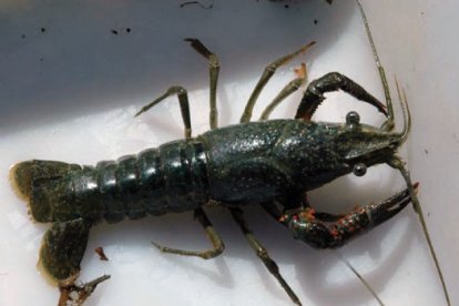 ‘Yabby’. El Cherax destructor és un cranc d’origen australià, considerat invasor i capaç d’excavar túnels a profunditats de 50 centímetres a 2 metres. Sobreviu en aigua dolça d’1 a 35º. - CHE