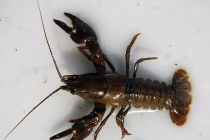‘Yabby’. El Cherax destructor és un cranc d’origen australià, considerat invasor i capaç d’excavar túnels a profunditats de 50 centímetres a 2 metres. Sobreviu en aigua dolça d’1 a 35º. - CHE