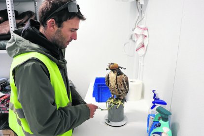 Els falconers pesen les aus abans de cada vol, com a la imatge. - AMADO FORROLLA
