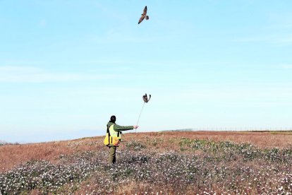El falconer crida el falcó amb un esquer una vegada ha acabat el vol.- AMADO FORROLLA