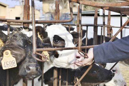 Explotació ramadera. Aragonès tira endavant a l’Horta el seu projecte ramader, que és un pilar per al desenvolupament de la seva família