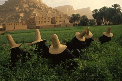 Dones amb barrets recullen trèvol per al bestiar al Iemen, obra de Steve McCurry
