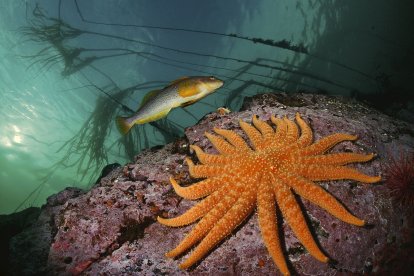 Natura. Un bacallà nada al costat d’una estrella de mar de dinou braços. La foto va ser presa a Whiskey Point, Canadà, per part del gran fotògraf Paul Nicklen.