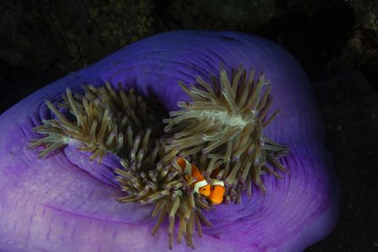 Els professionals demostren els seus dots únics amb fotos com la de dos peixos pallasso refugiats a l’anemone que els fa d’hoste a Tubbataha, Filipines.