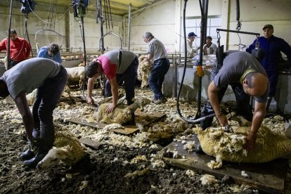 La quadrilla, en plena tasca, aquest dimecres a la paridora d’Agustí de Casa Roi de Llessui. - GERARD HOYAS