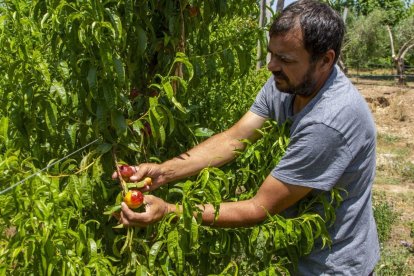 David Riu comprueba los daños causados por el granizo en su finca. - GERARD HOYAS