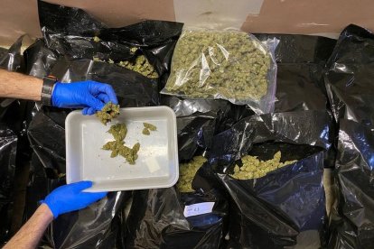 Recogida de cogollos para ser analizados en el laboratorio. - MOSSOS D’ESQUADRA