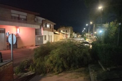 Las rachas de viento tumbaron árboles como este.