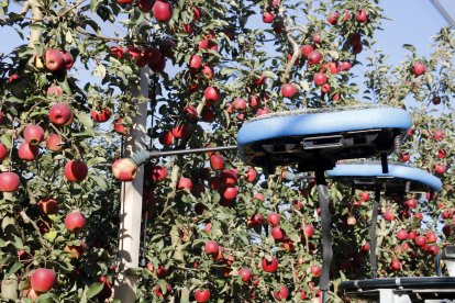 Un dels drons del robot autònom recol·lector porta una poma durant una demostració al camp experimental de l'IRTA de Mollerussa