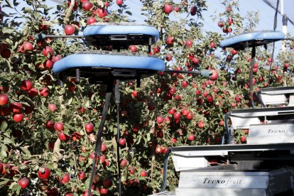 Un dels drons del robot autònom amb una poma al camp experimental de l'IRTA de Mollerussa
