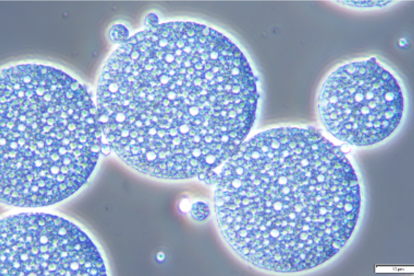 Emulsió doble