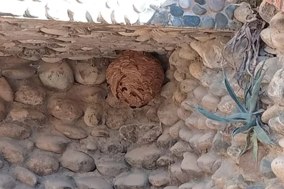 El niu de vespa asiàtica localitzat a l’Albagés. - A. A. S.