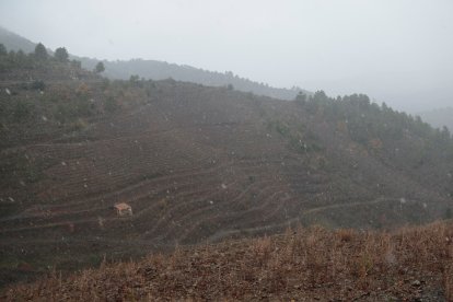 Una partida de vinyes proper a la carretera T-740, entre Falset i Porrera, durant el dia de Nadal amb els primers flocs de neu