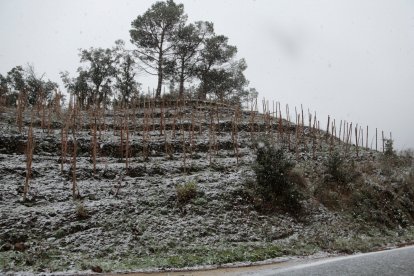 Enfarinada a la carretera T-740, entre Falset i Porrera