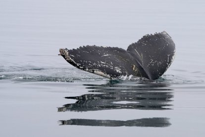 Part de les experiències seleccionades inclouen l’observació d’animals, com balenes a l’arxipèlag de les illes Açores.