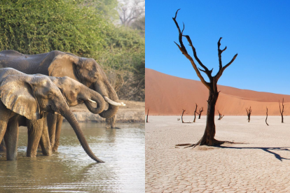 Seguir els elefants del desert o endinsar-se en la vall dels arbres
morts de Namíbia són experiències d'un altre planeta.