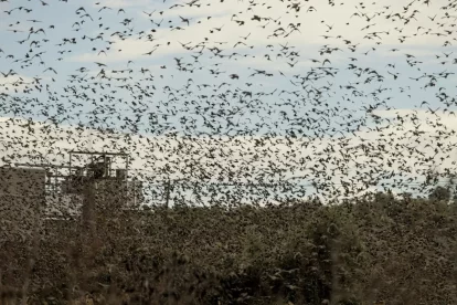 A la Granadella una bandada d’estornells tapen el cel i envaeixen la línia elèctrica municipal. - JORDI ECHEVARRIA