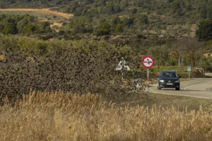 Les aus en un camp d’oliverars, on solen alimentar-se. - JORDI ECHEVARRIA