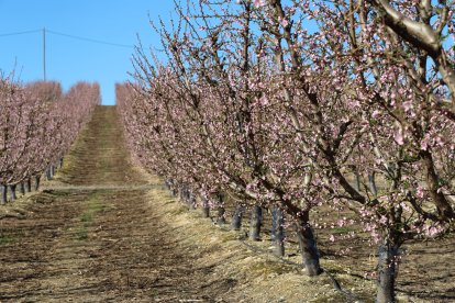 Los almendros de Aitona ya empiezan a florecer en esta época del año.