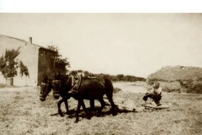 Imatges sobre l’agricultura, imprescindibles. - ARXIU AJUNTAMENT DE VILANOVA