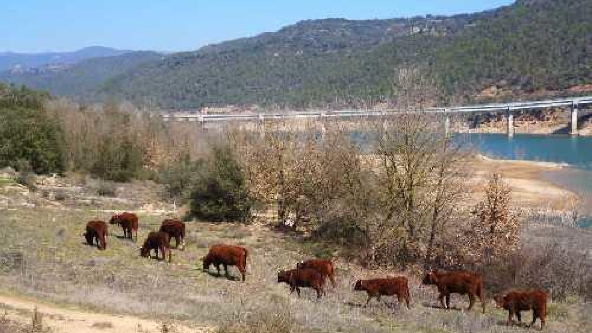 El ramat a prop del pont del riu Rialb, pròxim al nucli de Politg.