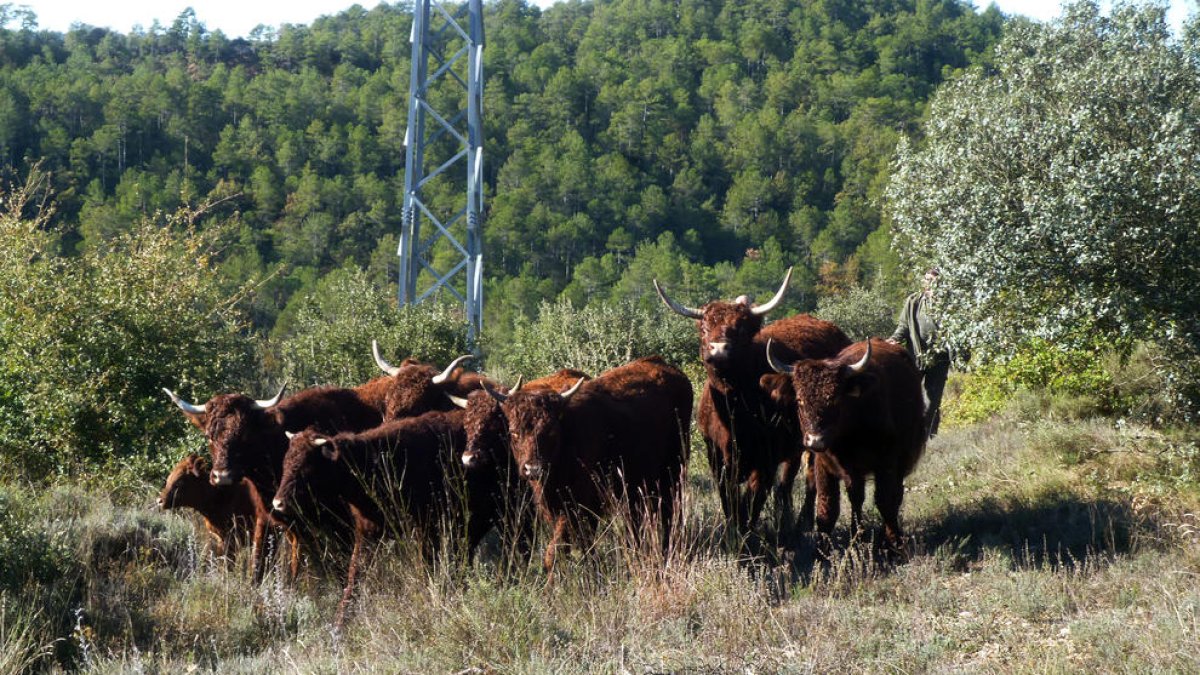 Part del ramat diumenge passat en una finca privada.