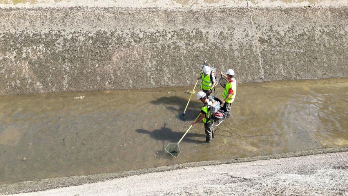 Trabajos en el canal de Seròs, en una imagen de archivo.