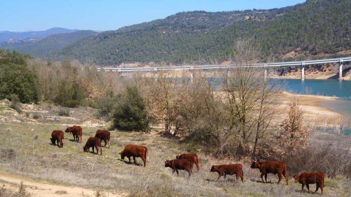 El ramat de vaques a prop del pont sobre la cua de Rialb a Politg.