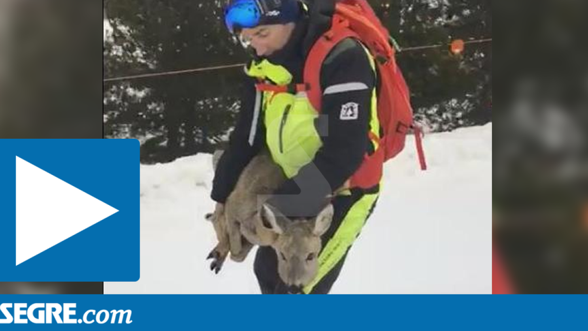 Captura del vídeo del rescate de un corzo en las pistas de Baqueira.