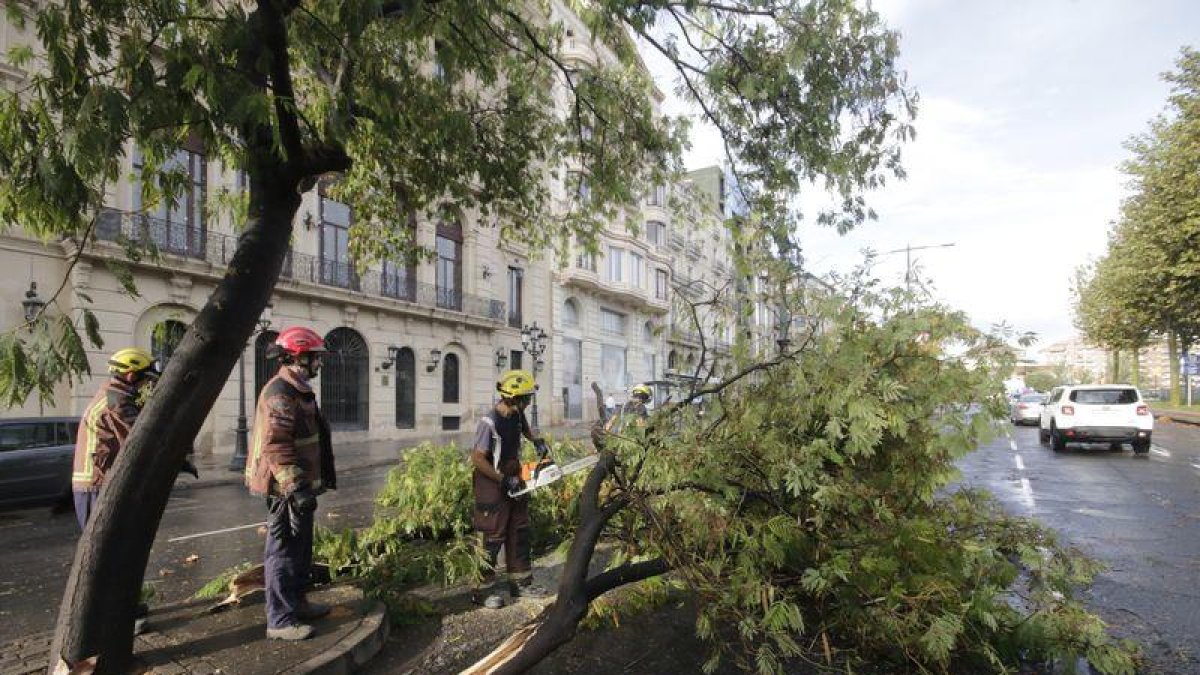 El Bombers treballen per retirar un arbre caigut a l'avinguda de Madrid