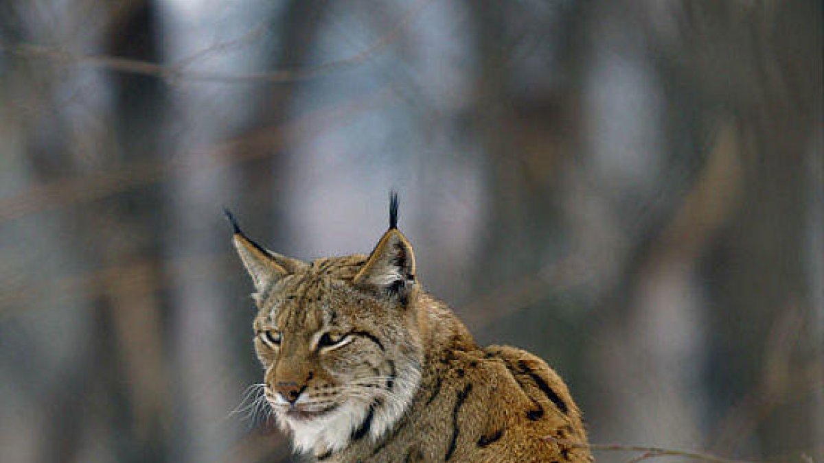 Imatge d’arxiu d’un exemplar de linx boreal.