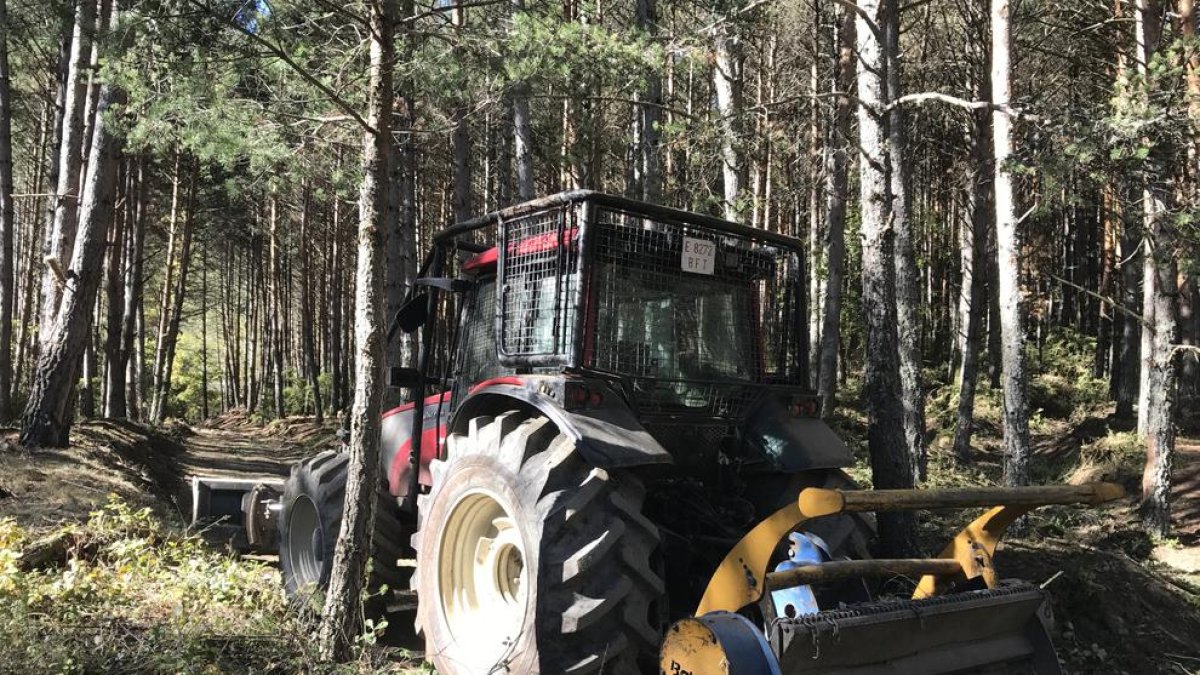 Els treballs per desbrossar i millorar el camí.