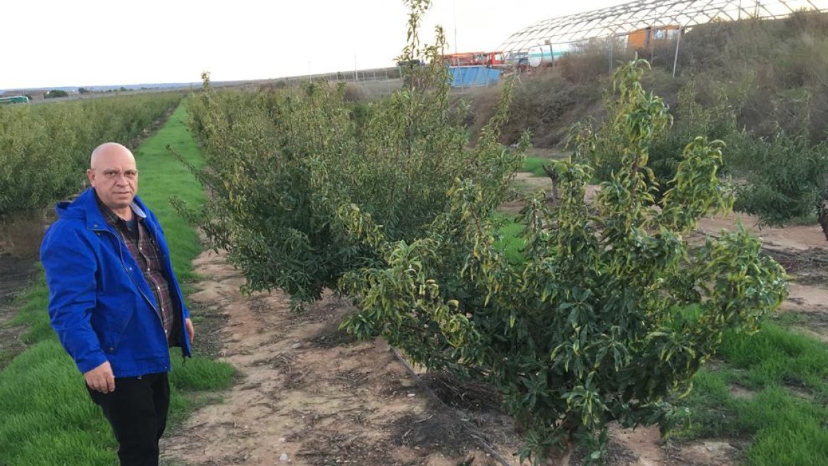 Montull mostra la finca de 50 hectàrees de Soses on ha empeltat ametllers en presseguers.